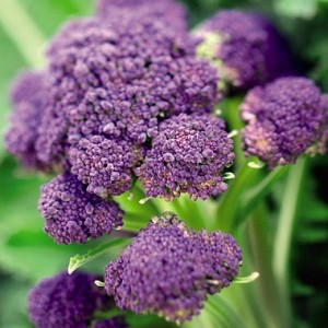 purplebroc