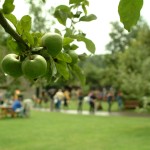 Apples at Kent Life