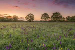 Orchid Meadow Sunrise